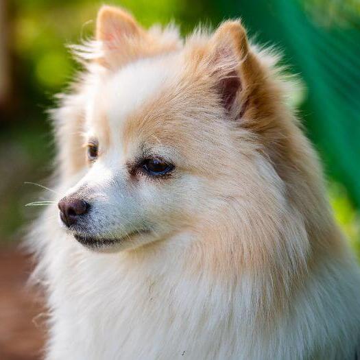 Mittel German Spitz in the yard