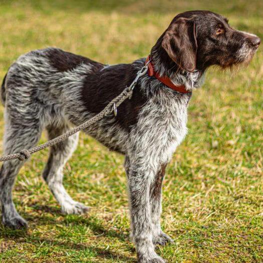 German Wirehaired Pointer on a leash