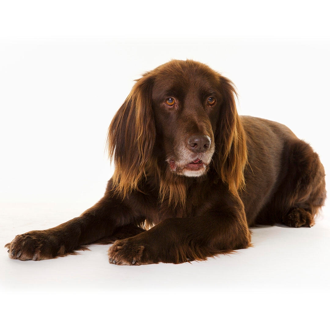 German Longhaired Pointer Dog Breed