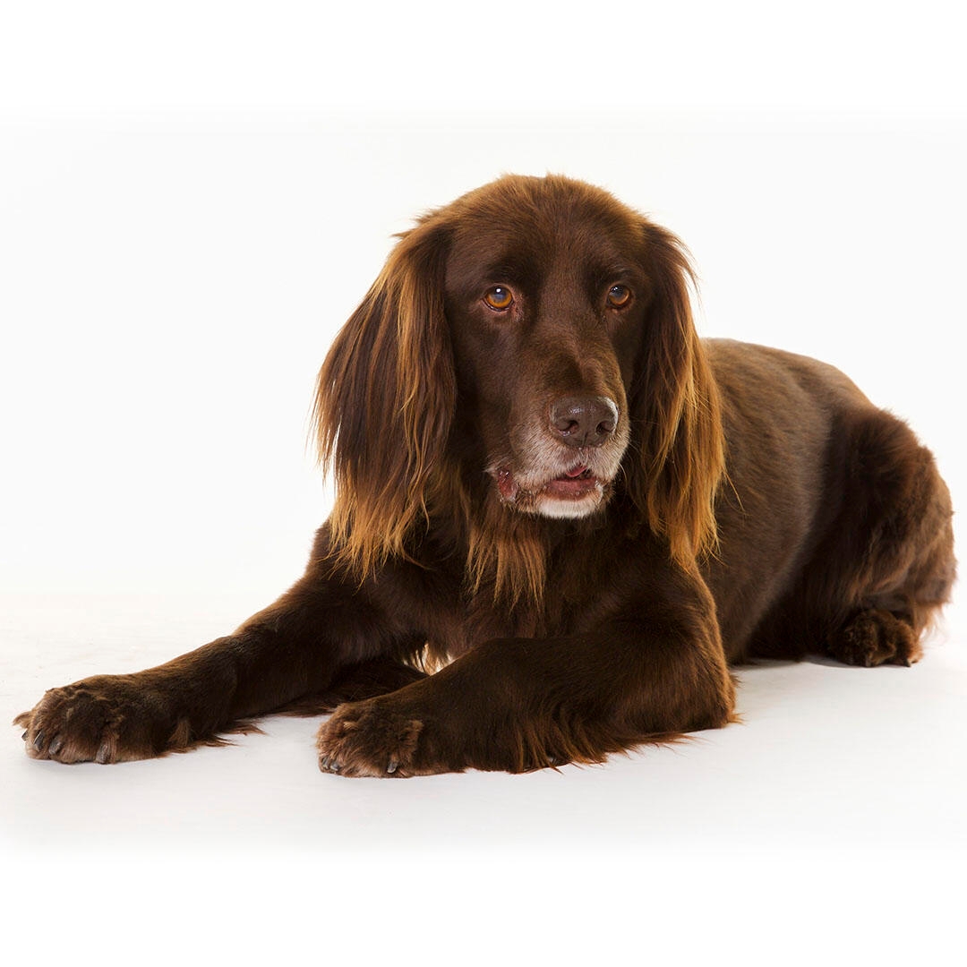 German Longhaired Pointer | Purina