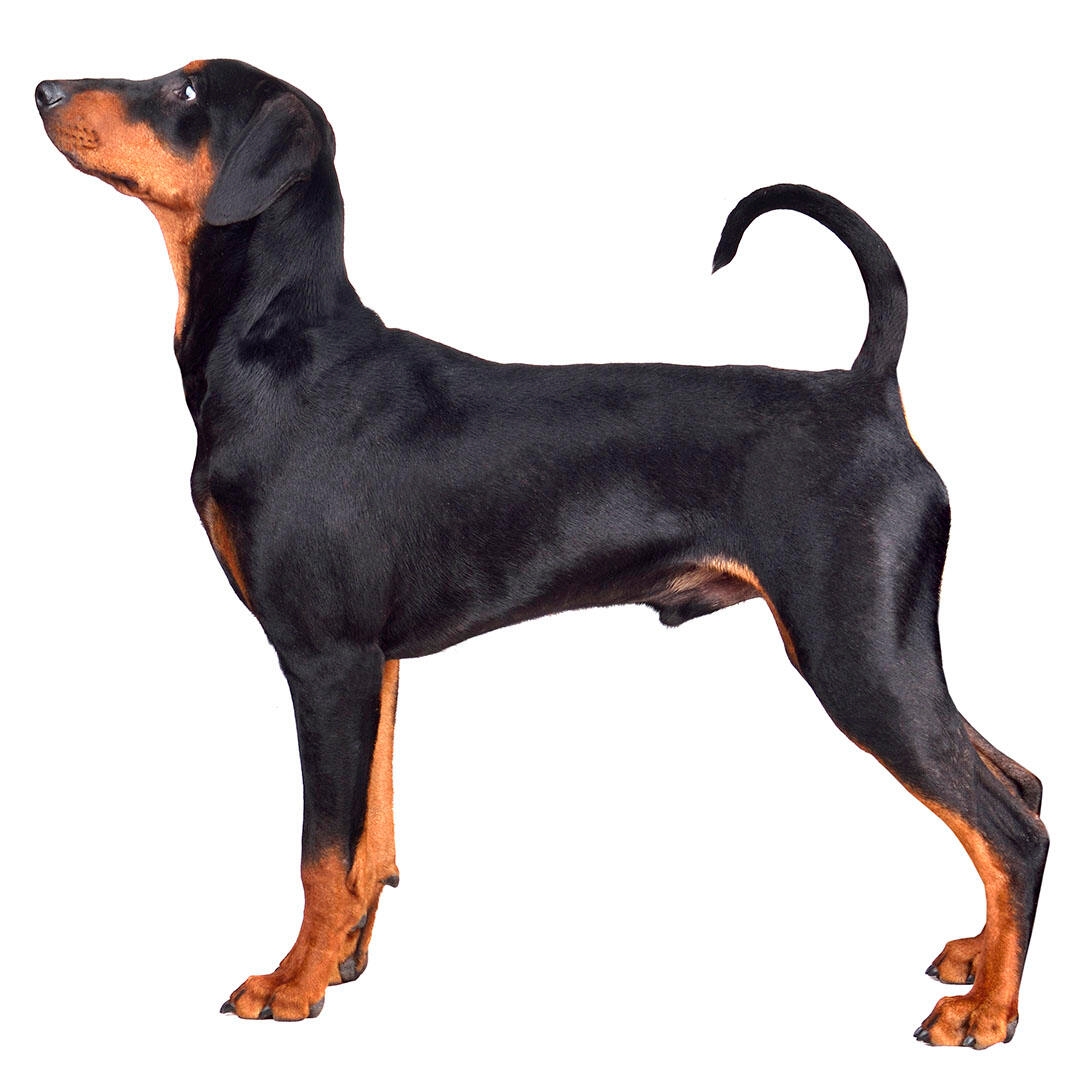 German Pinscher Dog Breed