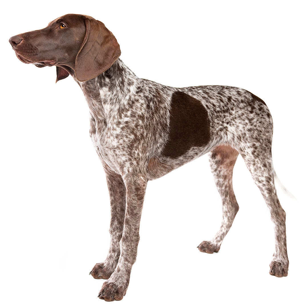 anyone have a german shorthaired pointer