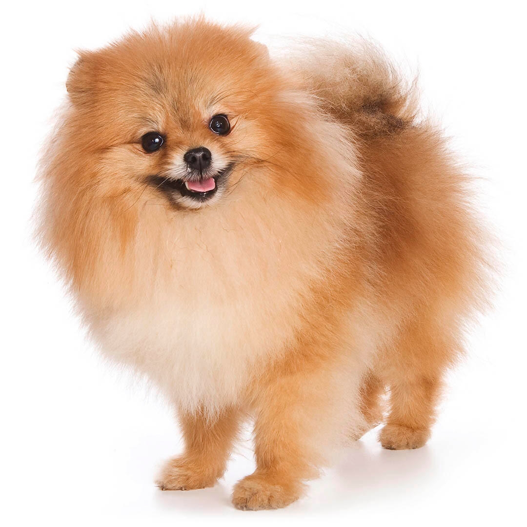 German Spitz Klein Dog Breed