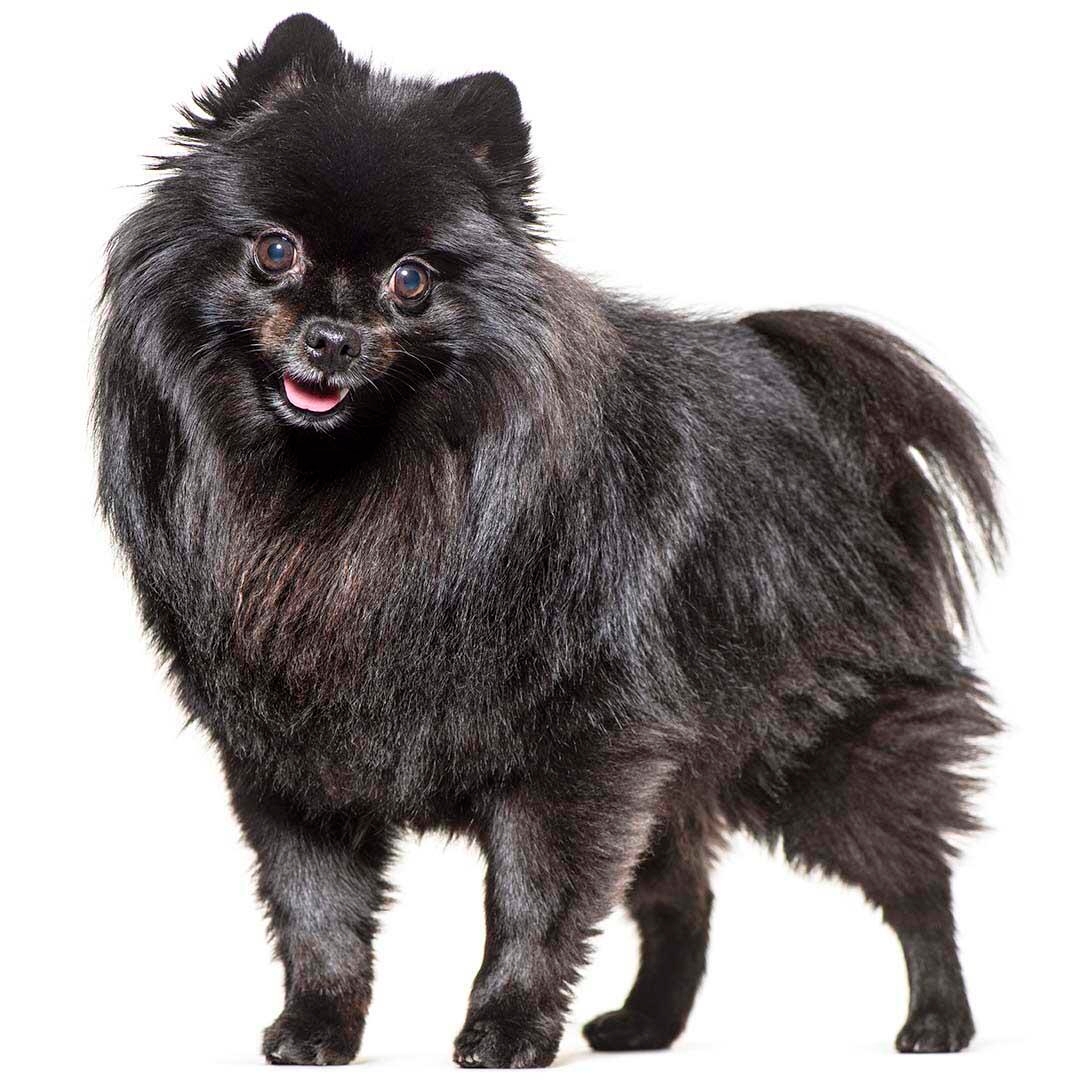 German Spitz (Mittel) Dog Breed