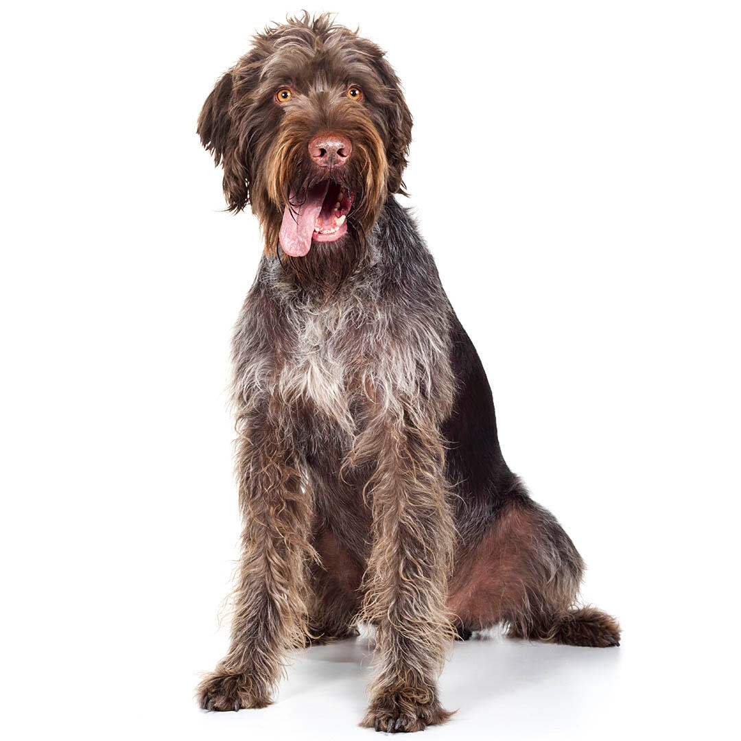 German Wire-Haired Pointer Dog Breed