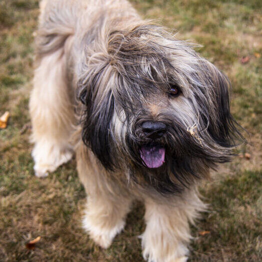 Catalan Sheepdog looking at the camera