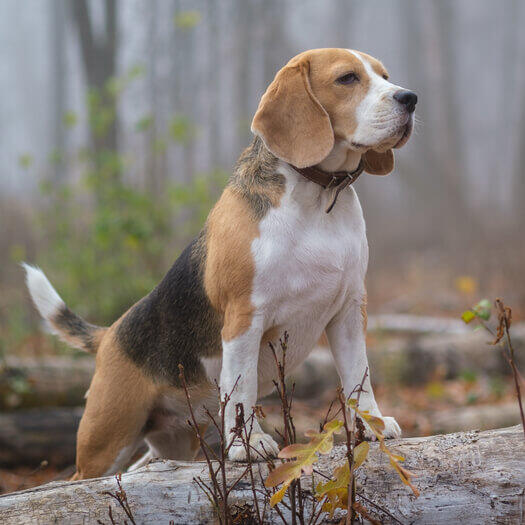 Beagle in the forest