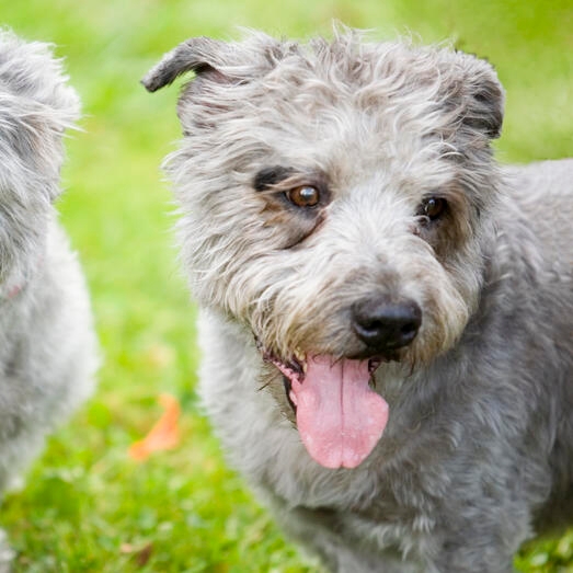 Two Glen of Imaal Terrier dogs standing on the grass