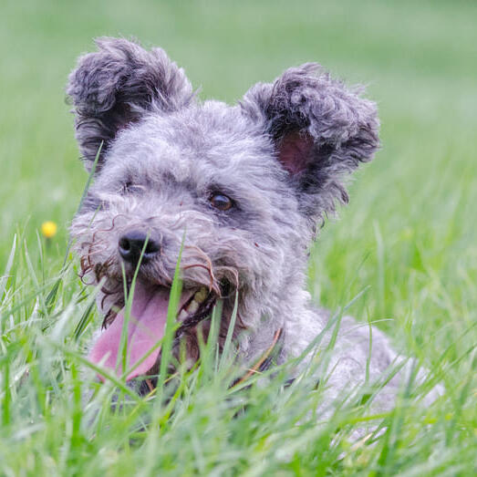 Hungarian Pumi laying in grass