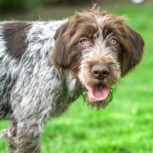 Korthals Griffon staring at the camera and standing in the grass