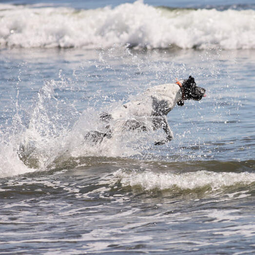 Braque D’Auvergne jumping in the sea