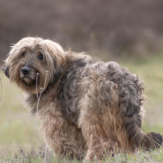 Catalan Sheepdog standing in the field