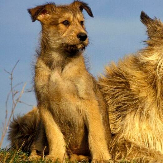 Two Picardy Sheepdogs sitting and watching into the distance