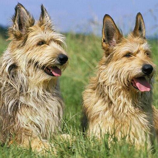 Two Picardy Sheepdogs laying in the grass