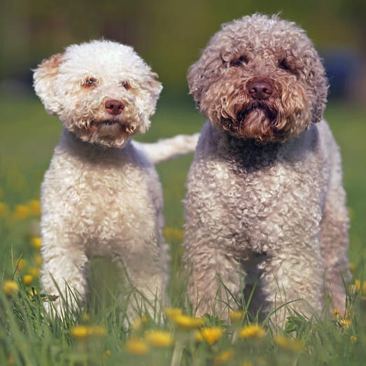Two Lagotto Romagnolos standing in the field