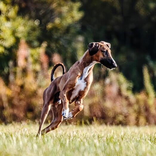 Azawakh Dog Breed