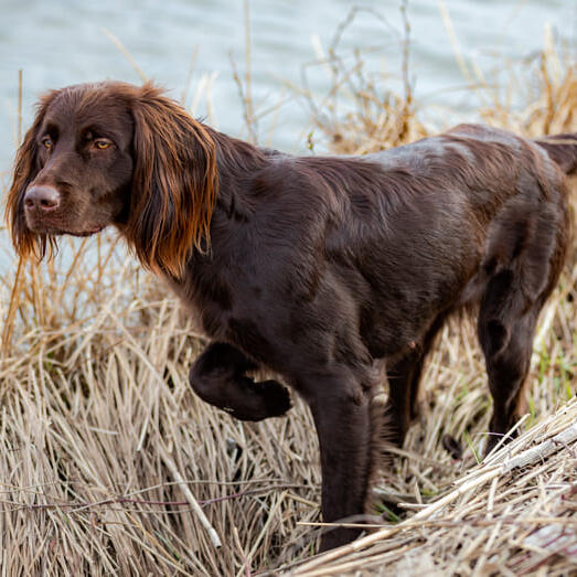 German Longhaired Pointer walking in bushes