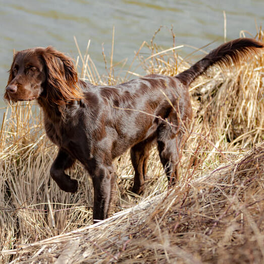 German Longhaired Pointer walking in bushes near a lake