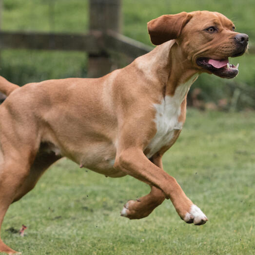 Portuguese Pointer running on the grass