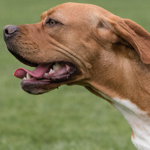 Smallest hotsell pointer breed