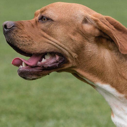 Portuguese Pointer running with mouth open
