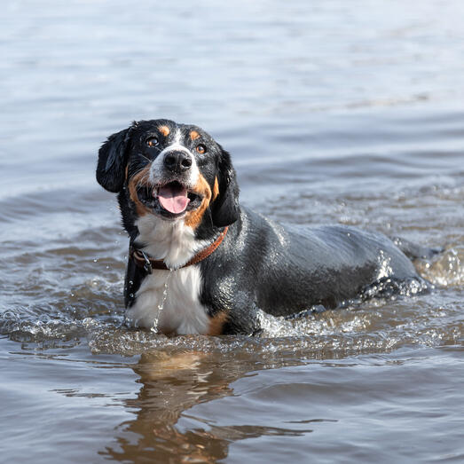 Entlebucher Mountain Dog swimming