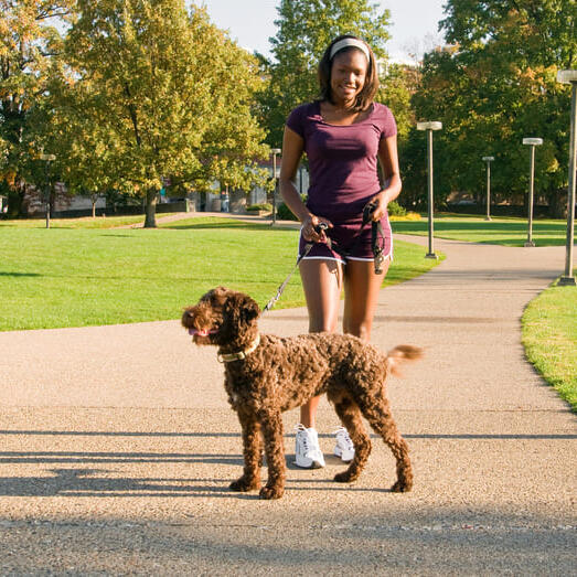 An owner take her Barbet on a walk