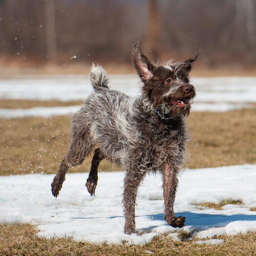 Korthals Griffon running on a snow