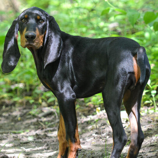 Black and Tan Coonhound standing in the forest