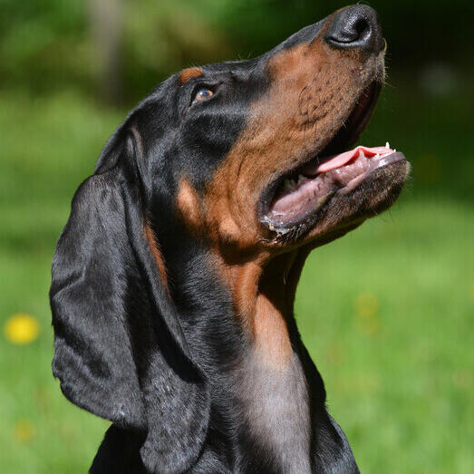 Black and Tan Coonhound lookin up