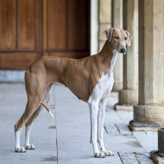 Azawakh Dog Breed