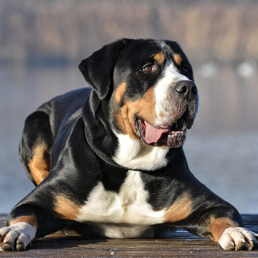 Great Swiss Mountain Dog laying next to the lake