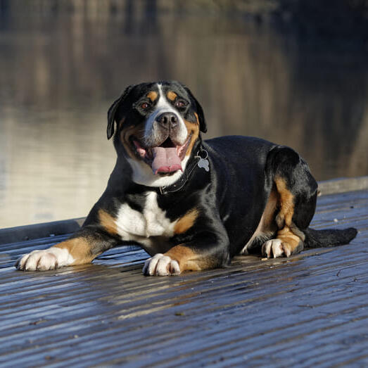 Great Swiss Mountain Dog laying on the floor