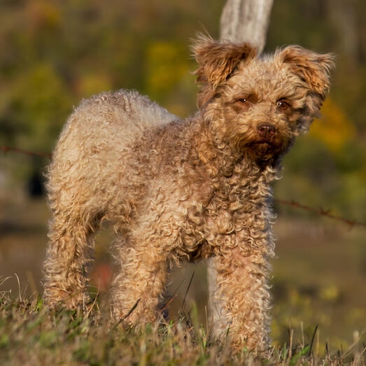 Hungarian Pumi standing in the grass