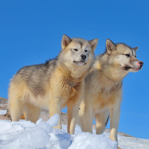 Greenland Dogs standing on the snow