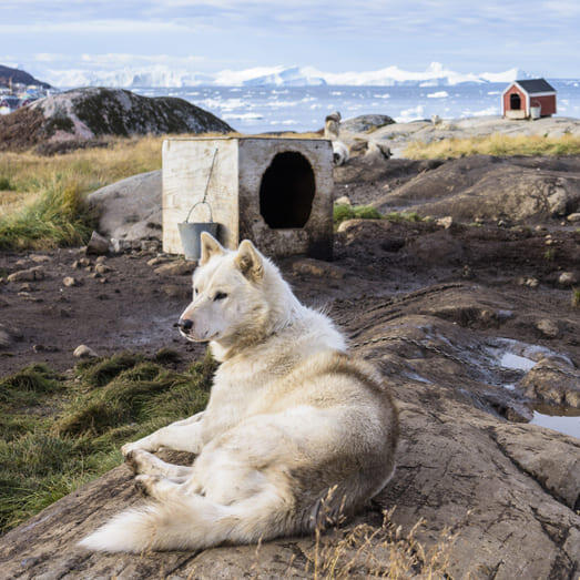 Greenland Dogs having a rest on the ground