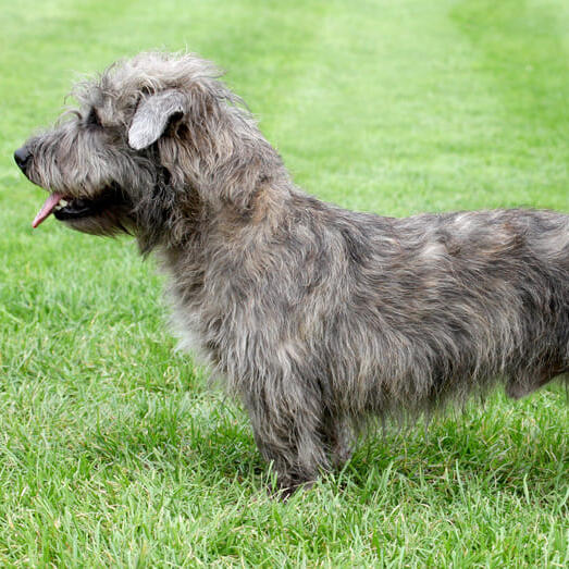 Glen of Imaal Terrier standing on the grass