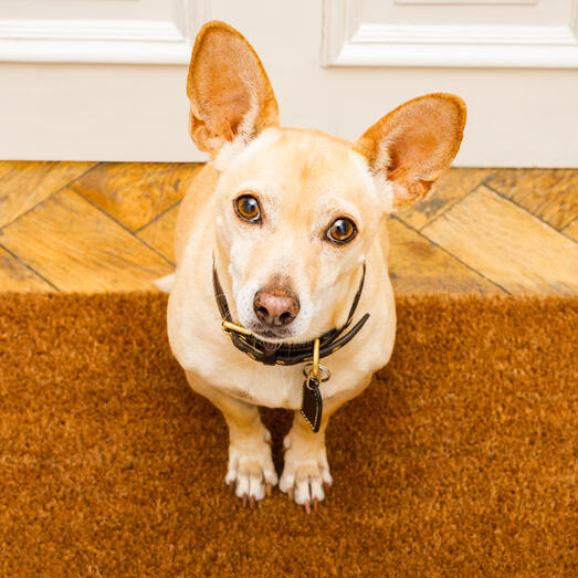 Portuguese Podengo sitting on the carpet