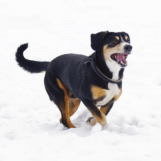 Entlebucher Mountain Dog running in the snow