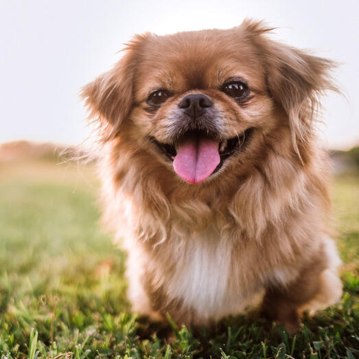 Happy Pekingese standing on the grass