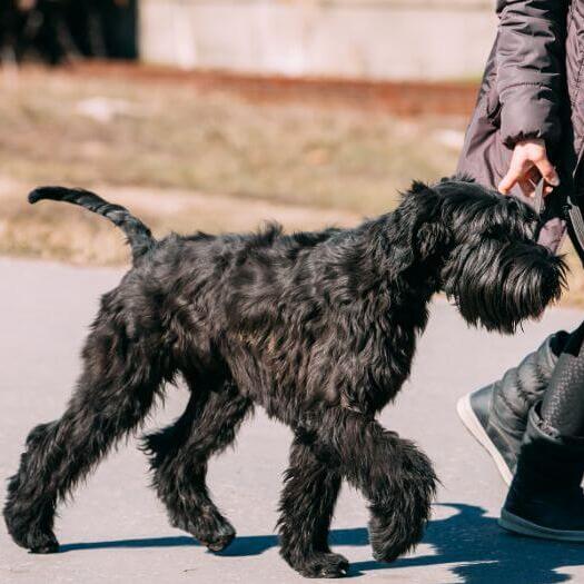 Giant Schnauzer walking on a leash