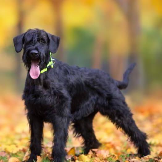 Giant Schnauzer puppy in the autumn forest