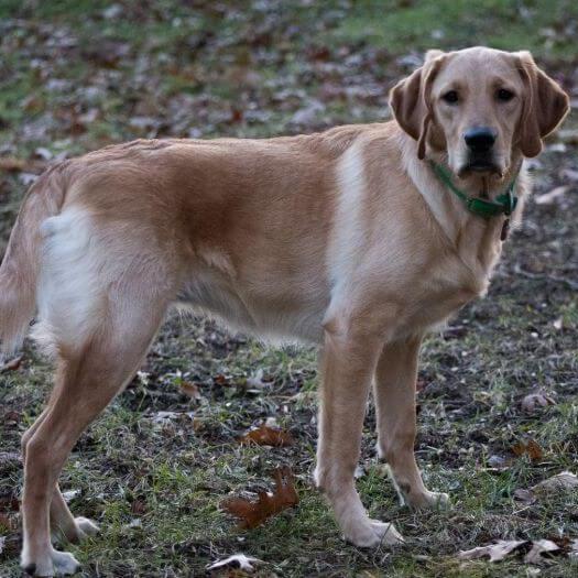 large dog standing on the ground