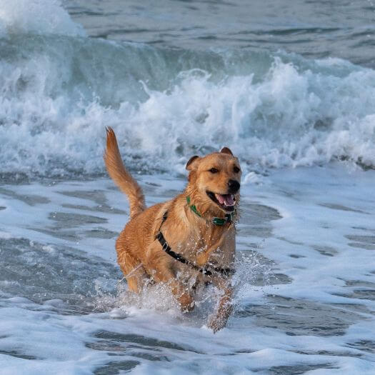 large dog running in ocean waves