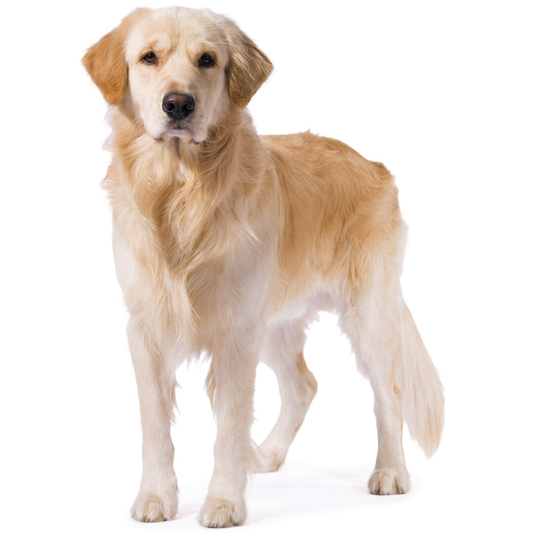 Golden Retriever Dog Breed Information Purina Golden Retriever Dog Breed Information Purina