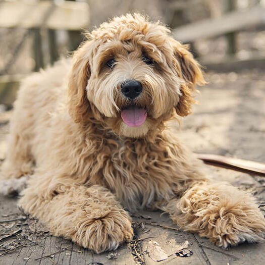 Goldendoodle laying down