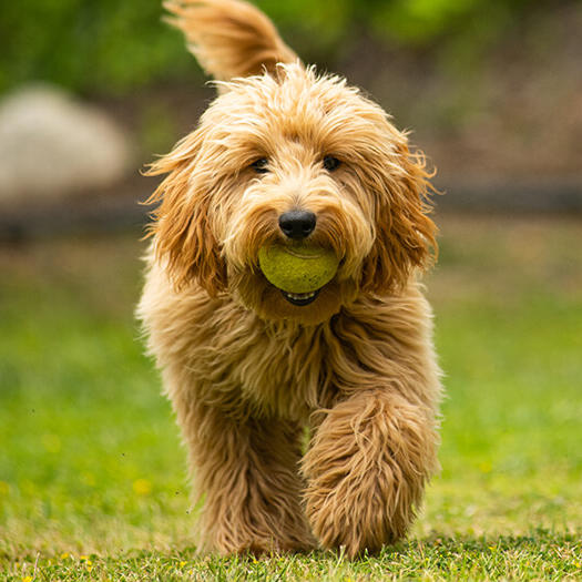 Goldendoodle running with ball