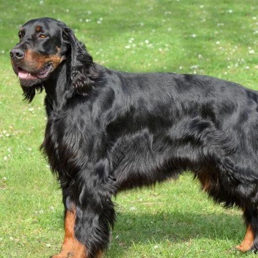 Dog standing on the grass