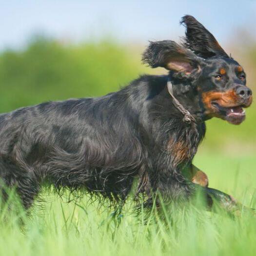 Dog running in the grass