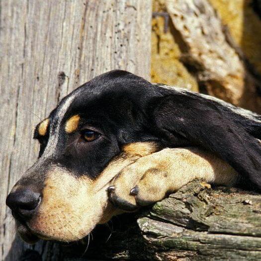 Grand Bleu De Gascogne lying on the fallen tree